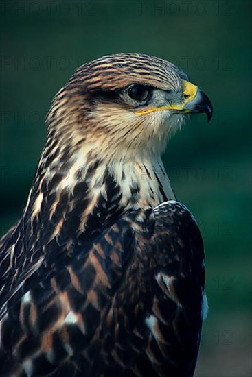 King Buzzard