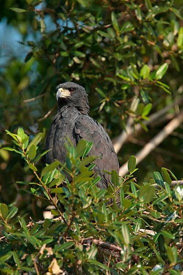 Great Black Hawk