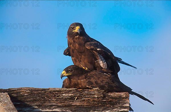 Galapagos Hawk