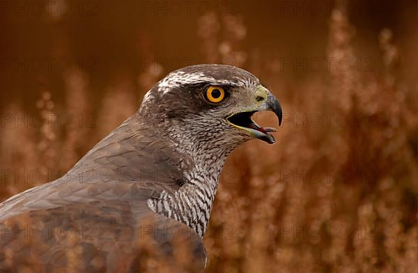 Northern Goshawk