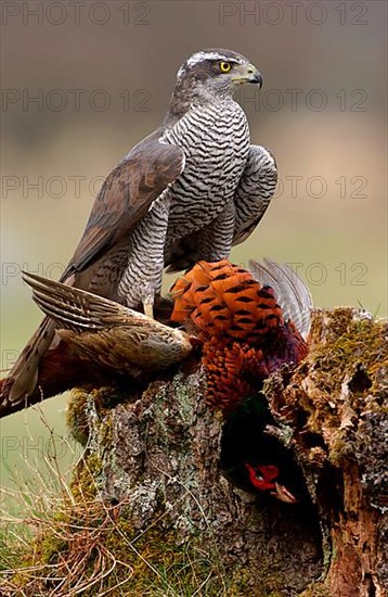 Northern Goshawk