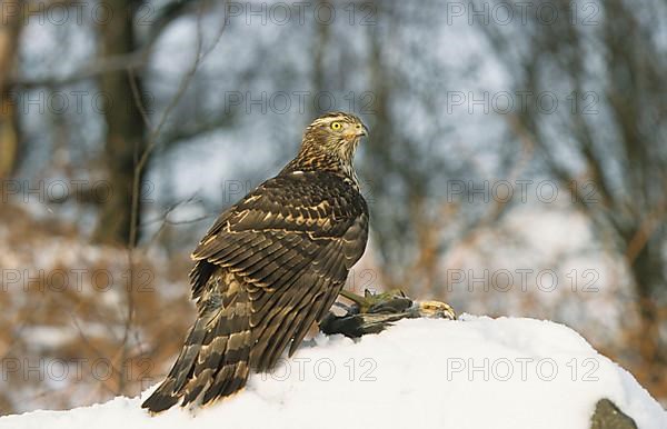 Northern goshawks