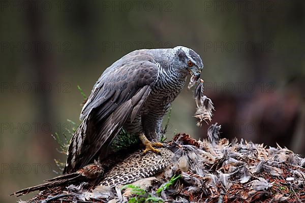 Northern northern goshawk