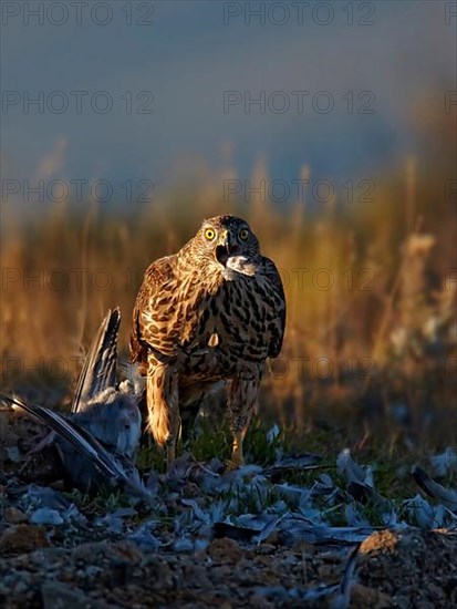 Northern northern goshawk