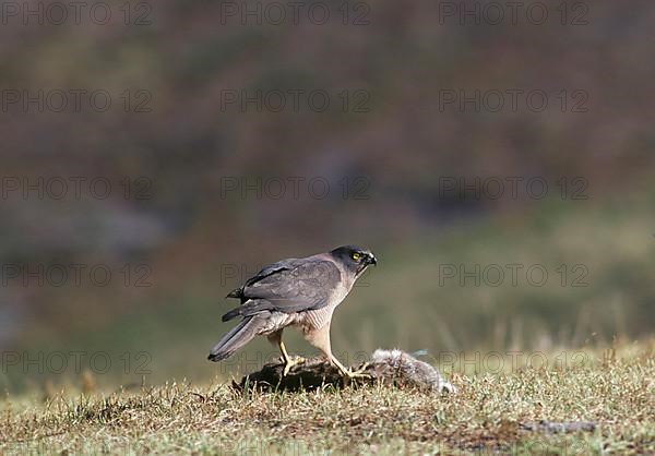 Goshawk