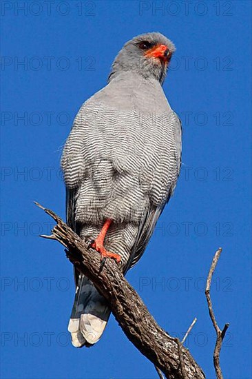 Grey-shouldered Goshawk