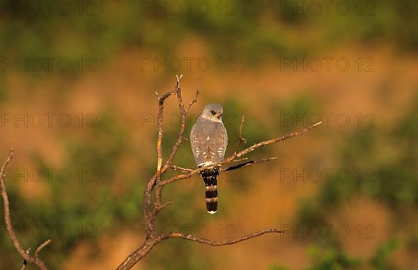 Gabar goshawk