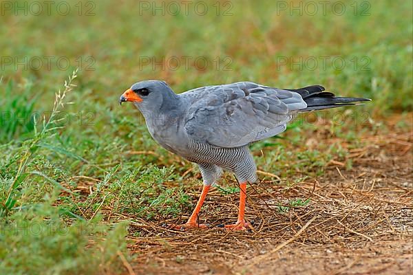 Pale speaking goshawk