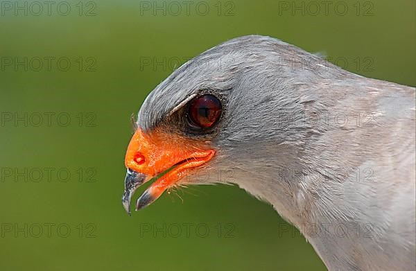 Pale speaking goshawk