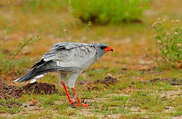 Pale speaking goshawk