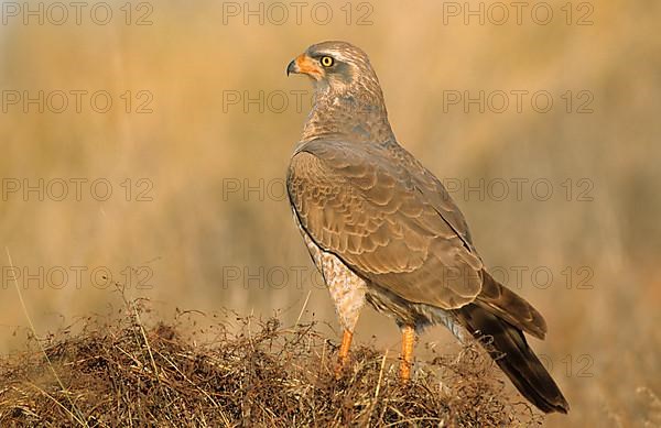 Pale speaking goshawk