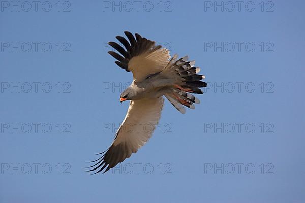 Pale speaking goshawk