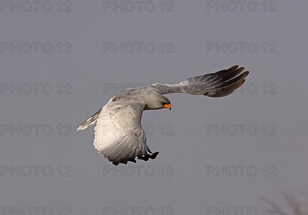 Pale speaking goshawk