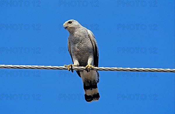 Two-banded Hawk