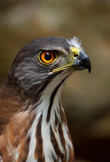 Adult Crested Goshawk