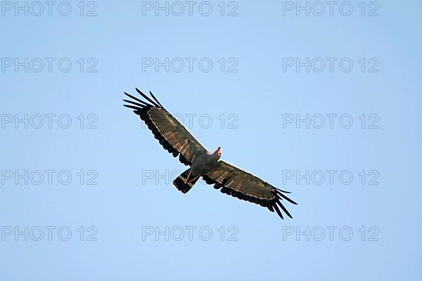 Harrier-hawk