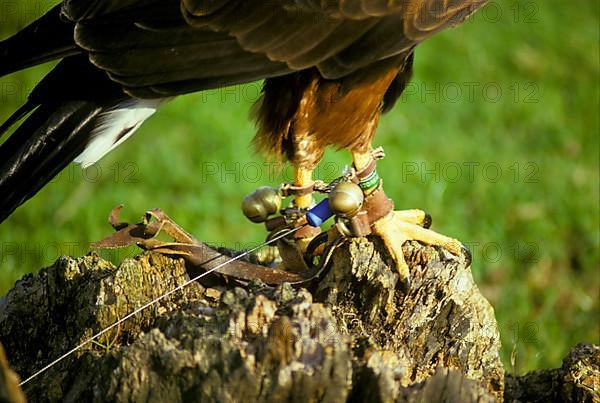 Harris's Hawk