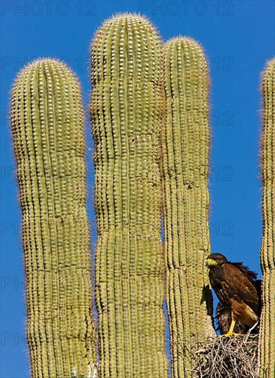 Harris Hawk