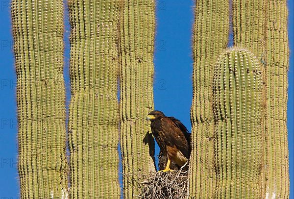 Harris Hawk