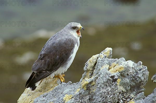 Variable hawk