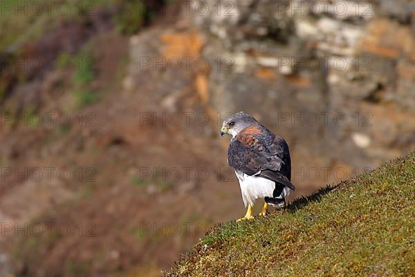 Variable hawk