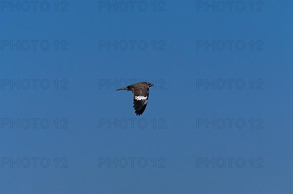 White-bellied Nightjar