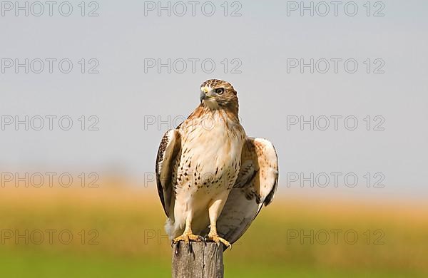 Red-tailed Hawk