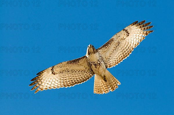 Red-tailed Hawk