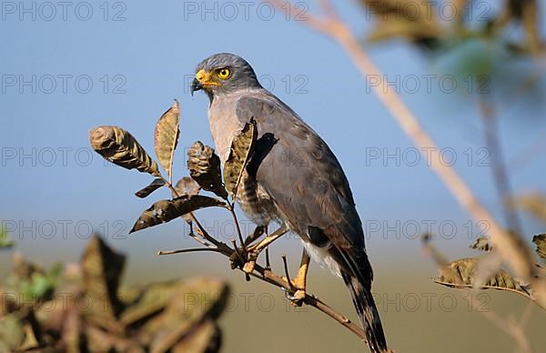 Roadside Hawk