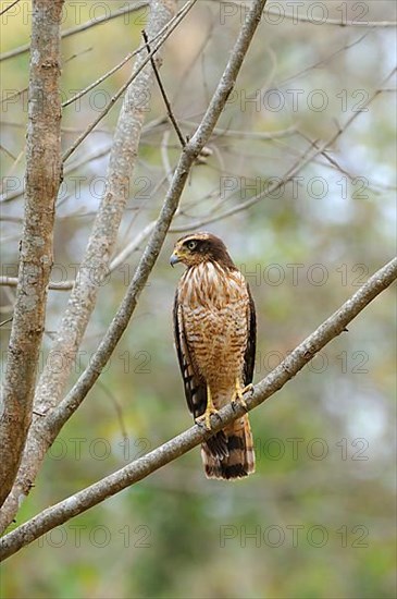 Roadside Hawk