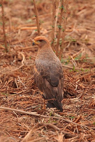 Savanna Hawk