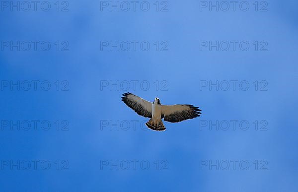 Short-tailed Hawk