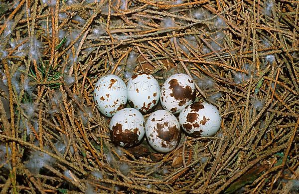 Nest and eggs of the eurasian sparrowhawk
