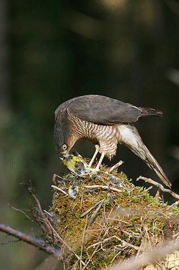 Eurasian sparrowhawk