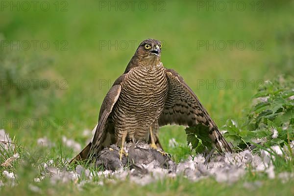 Eurasian sparrowhawk