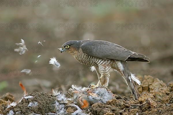 Eurasian sparrowhawk