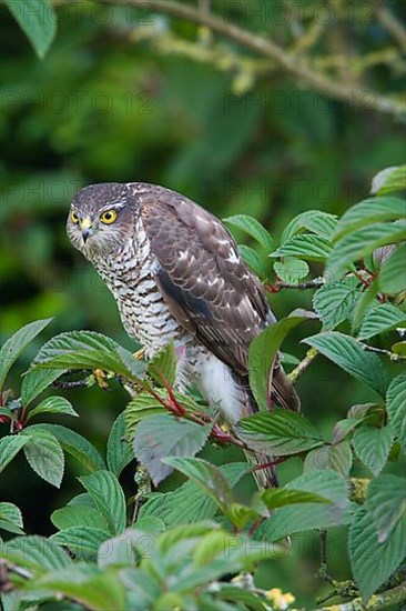 Eurasian eurasian sparrowhawk