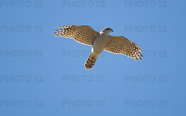 Eurasian sparrowhawk