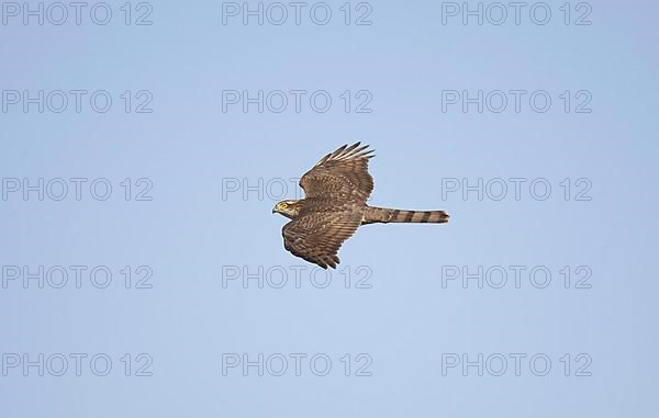 Eurasian sparrowhawk