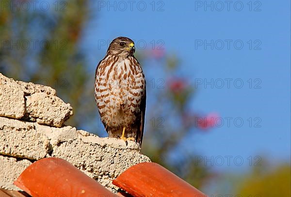 Levant levant sparrowhawk