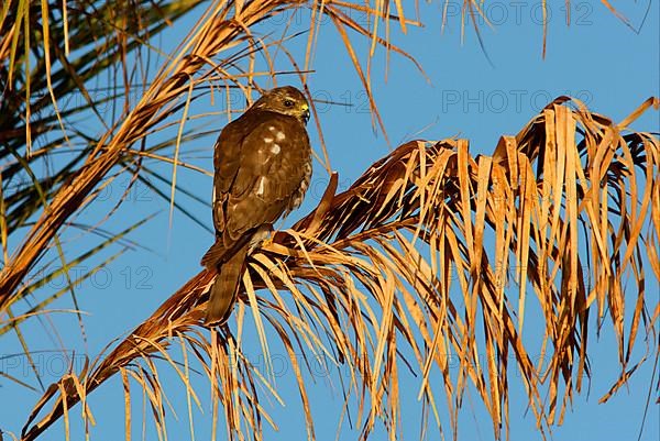 Levant levant sparrowhawk