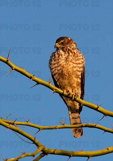 Levant levant sparrowhawk