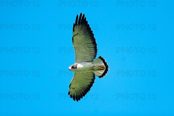 White-tailed Hawk