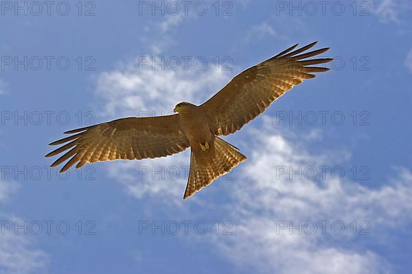 Black Kite