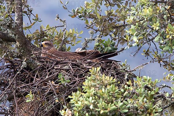 Black kite