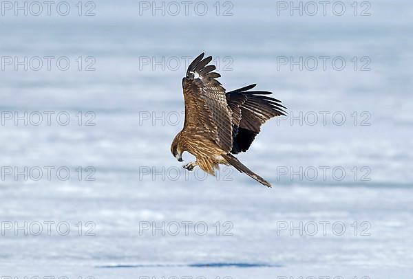 Black-eared Kite