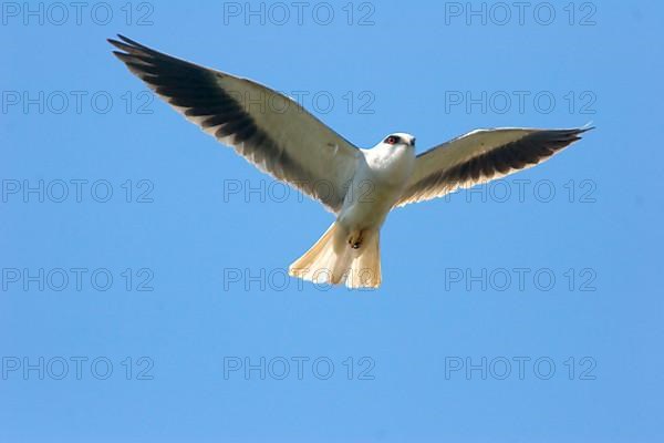 Adult black-winged kite