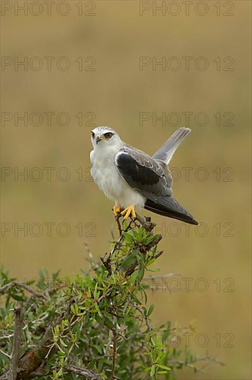 Adult black-winged kite