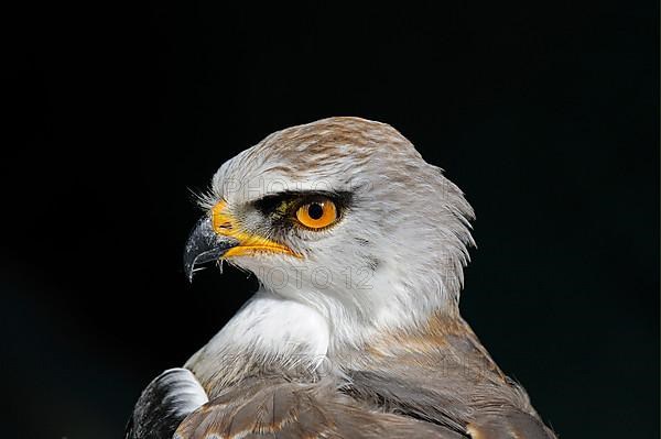 Black-winged kite