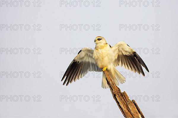 Black-winged kite